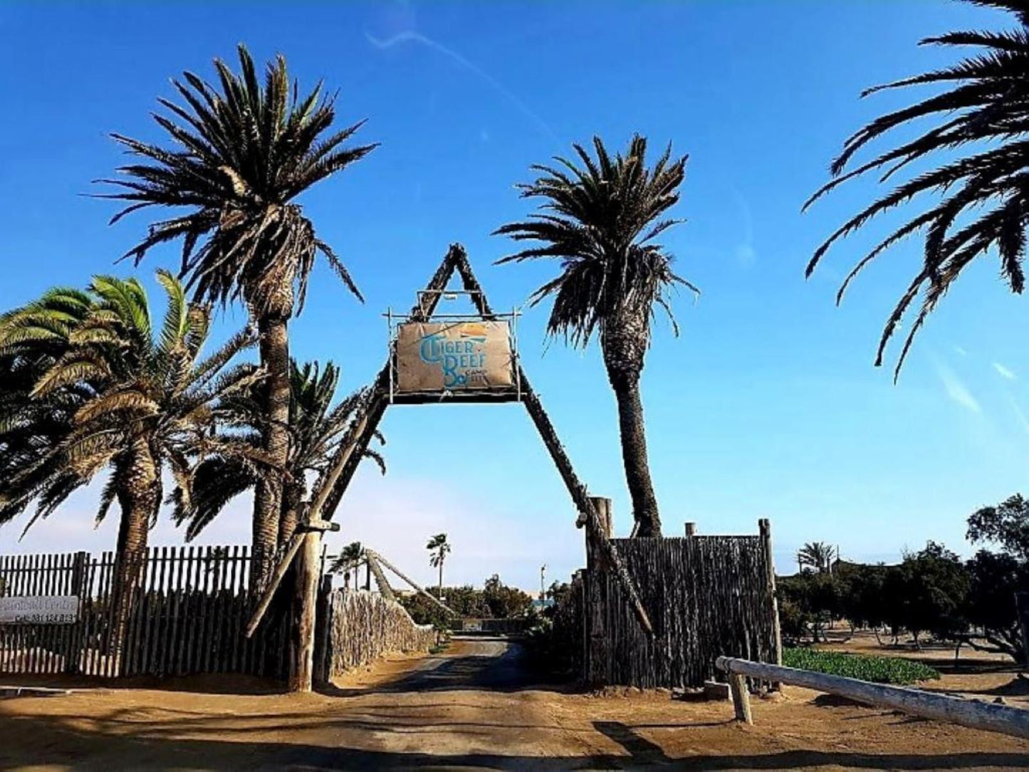 Tiger Reef Campsite, Palm Tree, Plant, Nature, Wood