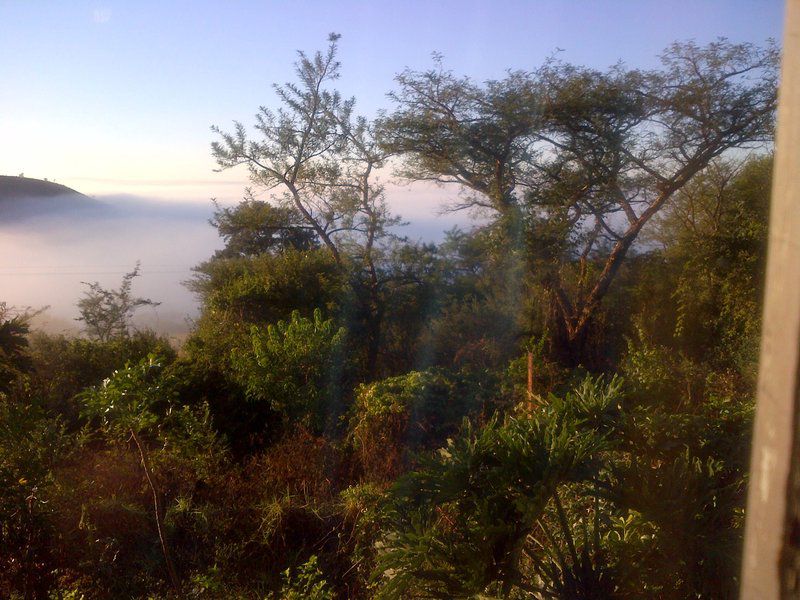 Tigerskloof Bed And Breakfast Newcastle Kwazulu Natal South Africa Fog, Nature, Tree, Plant, Wood