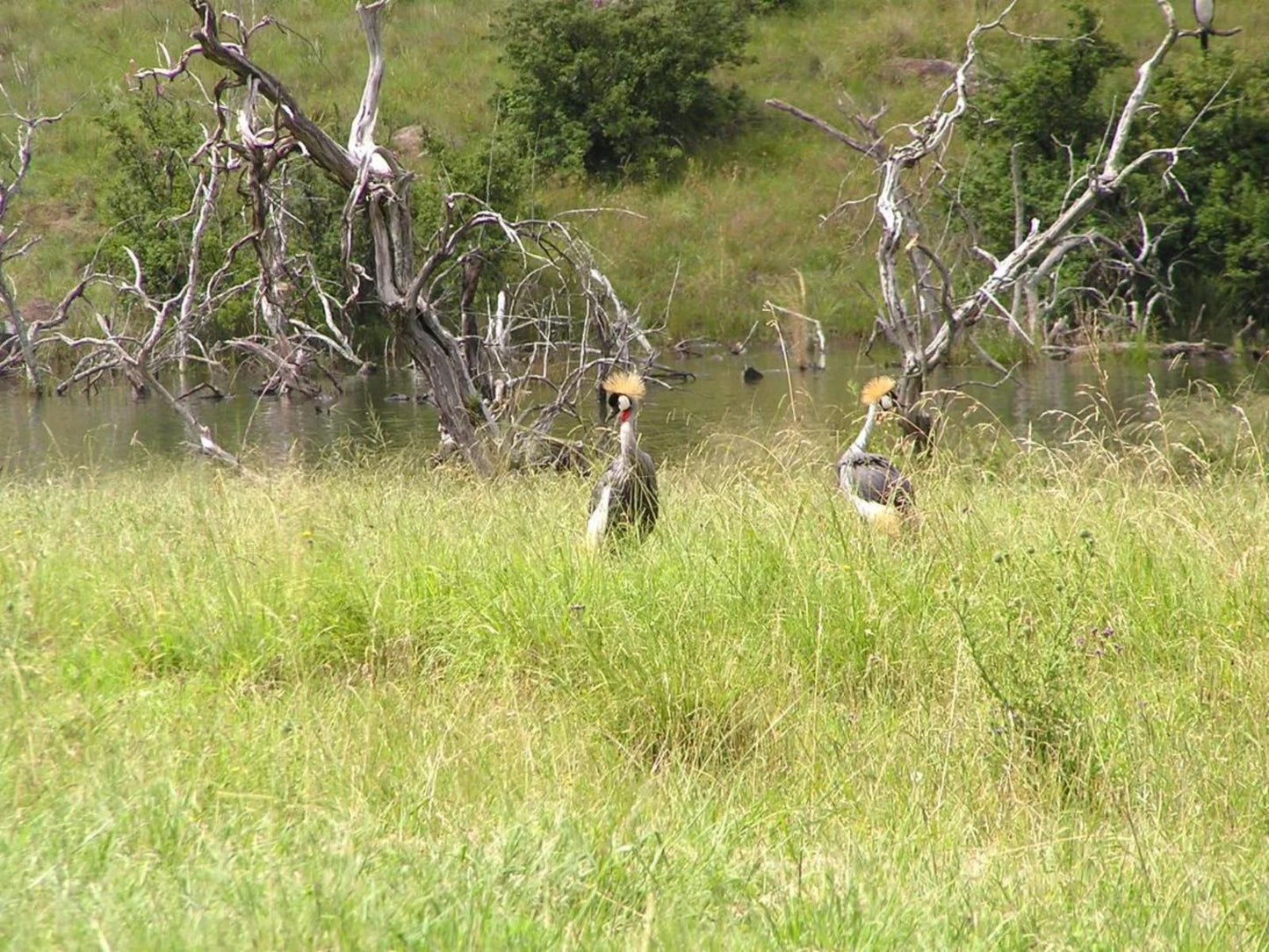 Tillietudlem Nature Reserve, Bird, Animal