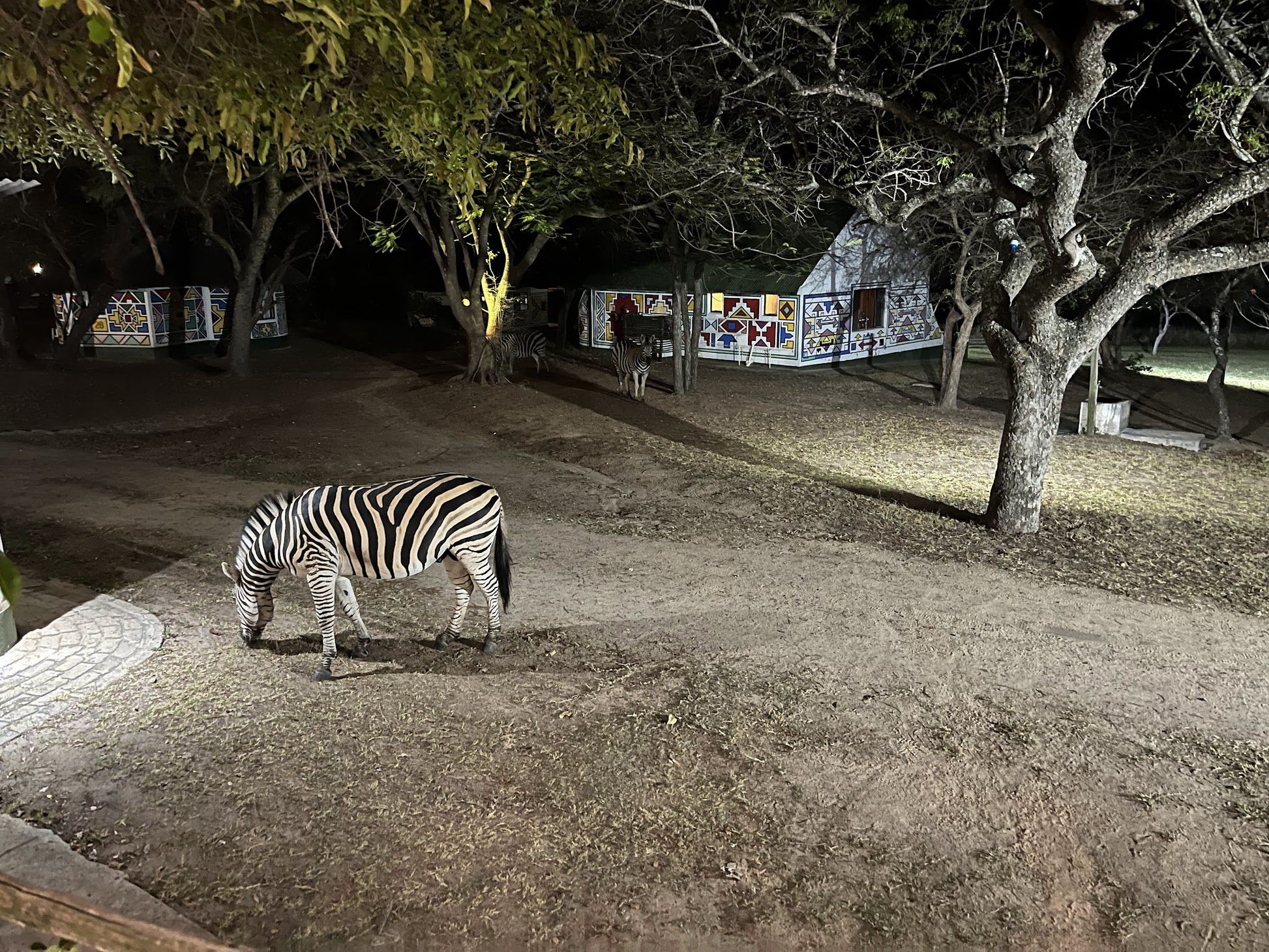Timbavati Safari Lodge Hoedspruit Limpopo Province South Africa Zebra, Mammal, Animal, Herbivore