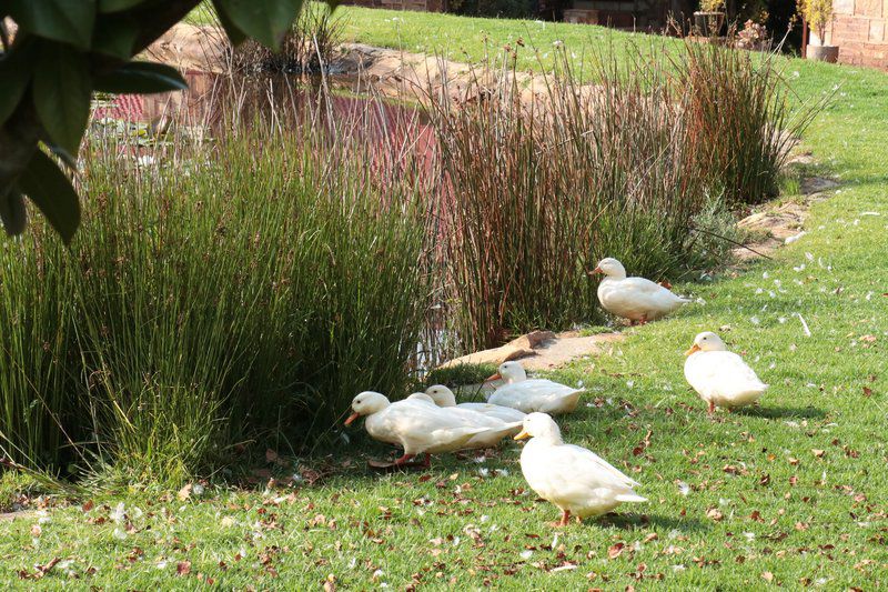 Time Cottage Dullstroom Dullstroom Mpumalanga South Africa Goose, Bird, Animal, Garden, Nature, Plant