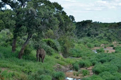 Tingala Lodge Phalaborwa Limpopo Province South Africa Elephant, Mammal, Animal, Herbivore