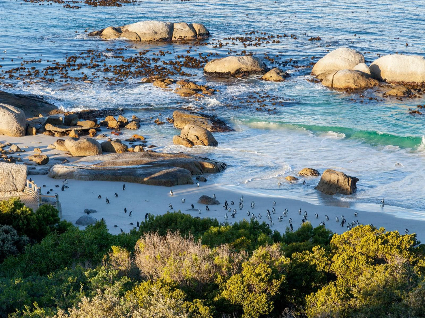 Tintswalo At Boulders The Boulders Cape Town Western Cape South Africa Complementary Colors, Beach, Nature, Sand, Seal, Mammal, Animal, Predator, Ocean, Waters
