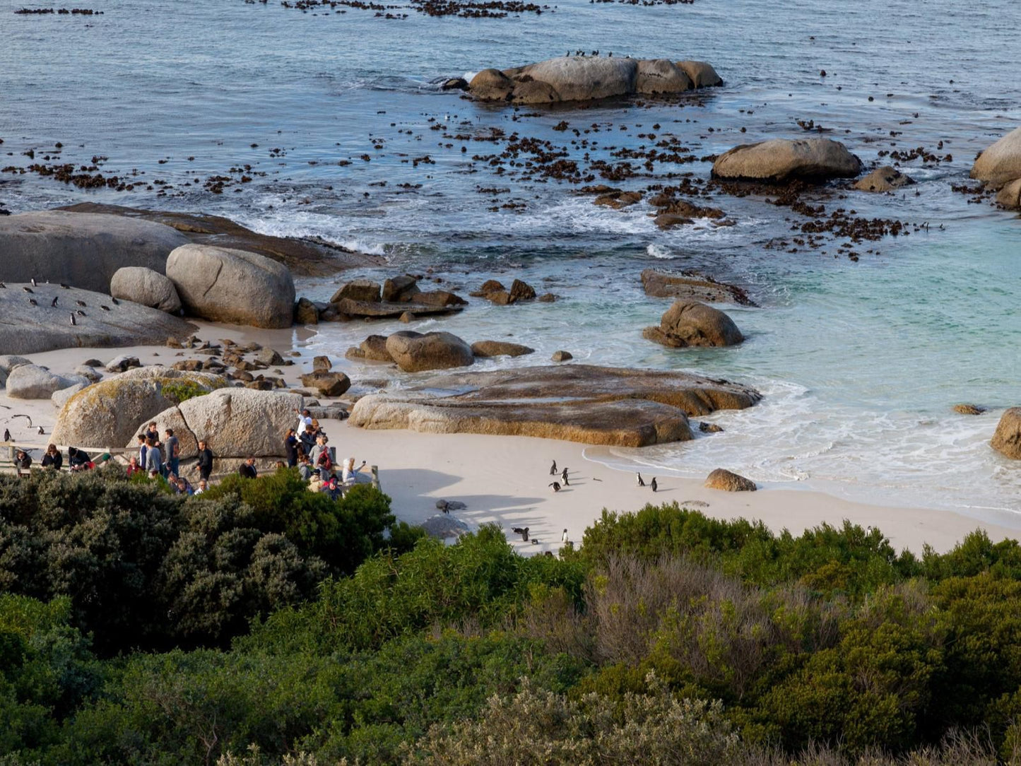 Tintswalo At Boulders The Boulders Cape Town Western Cape South Africa Beach, Nature, Sand, Cliff, Seal, Mammal, Animal, Predator, Ocean, Waters