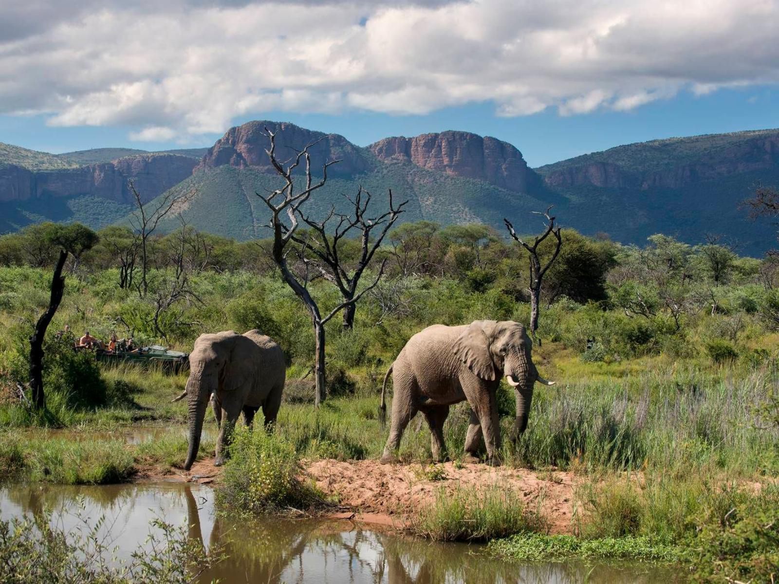 Tintswalo Family Camp Welgevonden Game Reserve Limpopo Province South Africa Elephant, Mammal, Animal, Herbivore