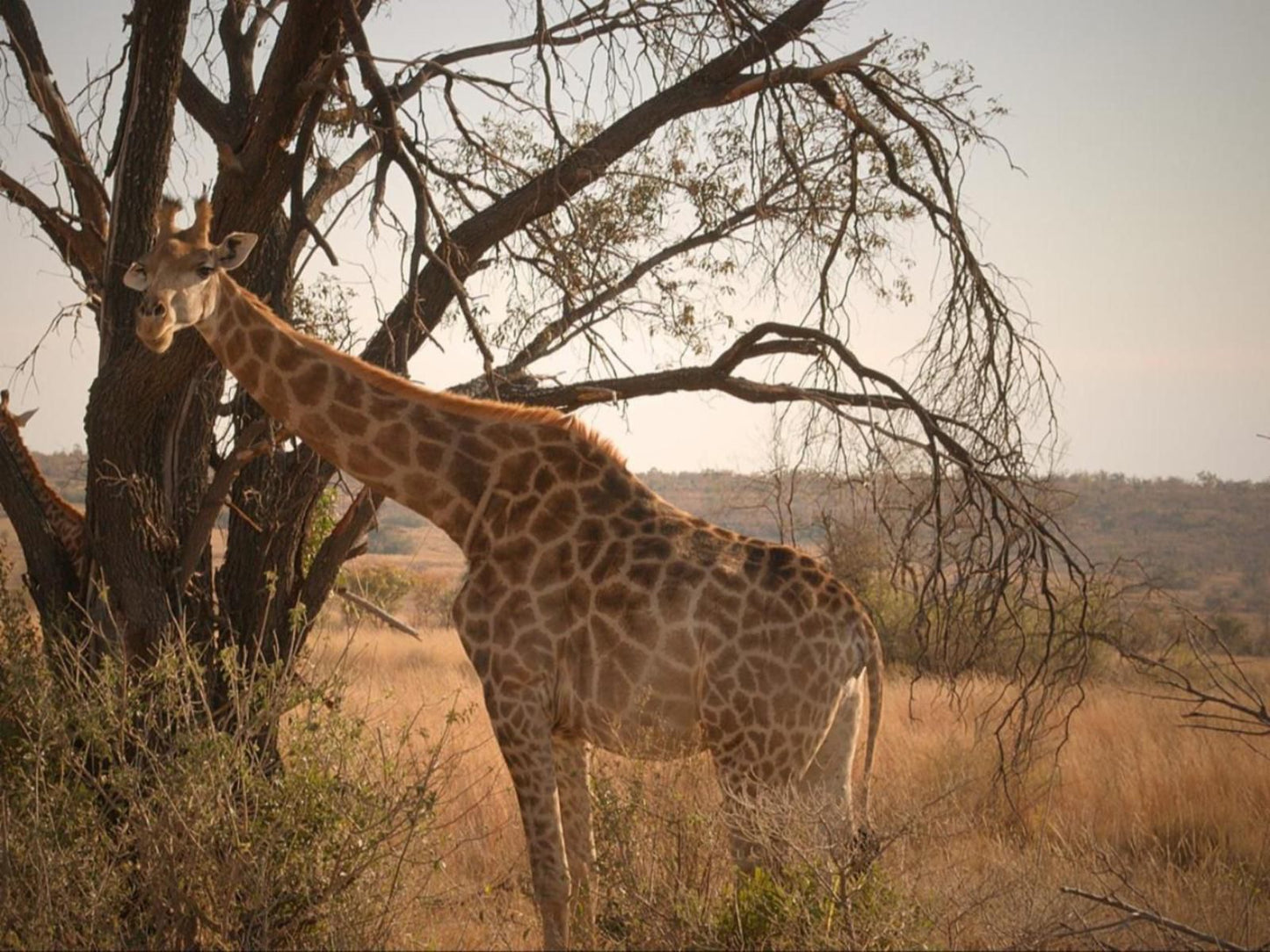 Tintswalo Family Camp Welgevonden Game Reserve Limpopo Province South Africa Sepia Tones, Giraffe, Mammal, Animal, Herbivore