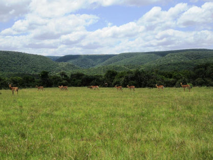 Tipi Bush Camp, Meadow, Nature