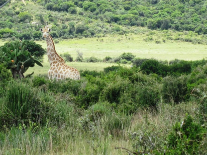 Tipi Bush Camp, Giraffe, Mammal, Animal, Herbivore