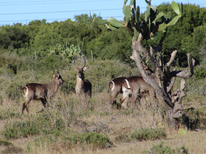 Tipi Bush Camp, Deer, Mammal, Animal, Herbivore