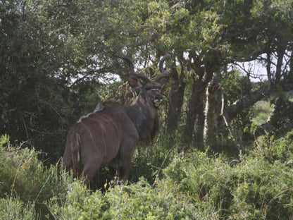 Tipi Bush Camp, Animal