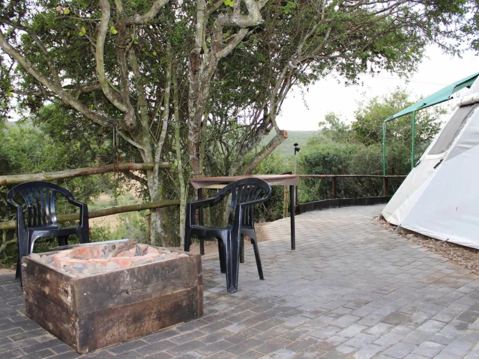 Tipi Bush Camp, Bottom TiPi, Palm Tree, Plant, Nature, Wood, Garden