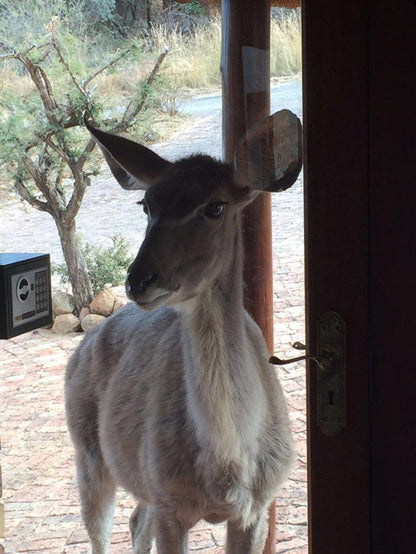 Tiru Lodge Mabalingwe Nature Reserve Bela Bela Warmbaths Limpopo Province South Africa Goat, Mammal, Animal, Herbivore