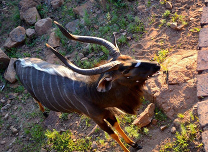 Tiru Lodge Mabalingwe Nature Reserve Bela Bela Warmbaths Limpopo Province South Africa Animal