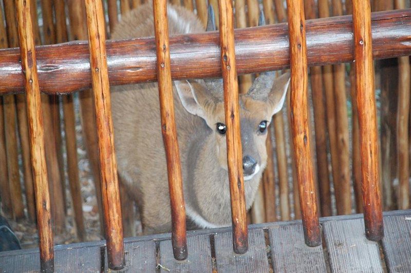 Tiru Lodge Mabalingwe Nature Reserve Bela Bela Warmbaths Limpopo Province South Africa Animal