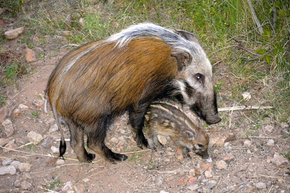 Tiru Lodge Mabalingwe Nature Reserve Bela Bela Warmbaths Limpopo Province South Africa Boar, Mammal, Animal, Herbivore