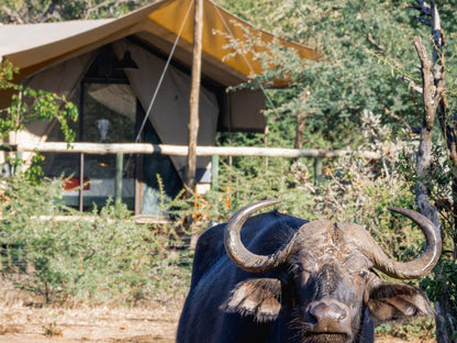 Tlouwana Camp, Water Buffalo, Mammal, Animal, Herbivore