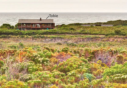 Tobie Sea And Mountain Views Bettys Bay Western Cape South Africa Beach, Nature, Sand