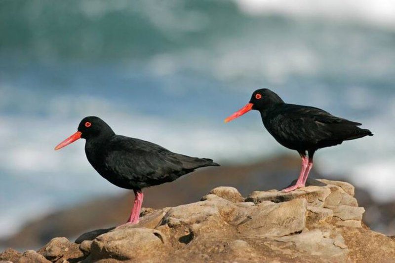 Tobie Sea And Mountain Views Bettys Bay Western Cape South Africa Blackbird, Bird, Animal