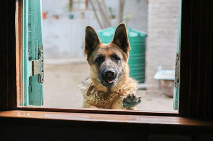 Toerboer Cottages Hartland Huis Graaff Reinet Eastern Cape South Africa Dog, Mammal, Animal, Pet