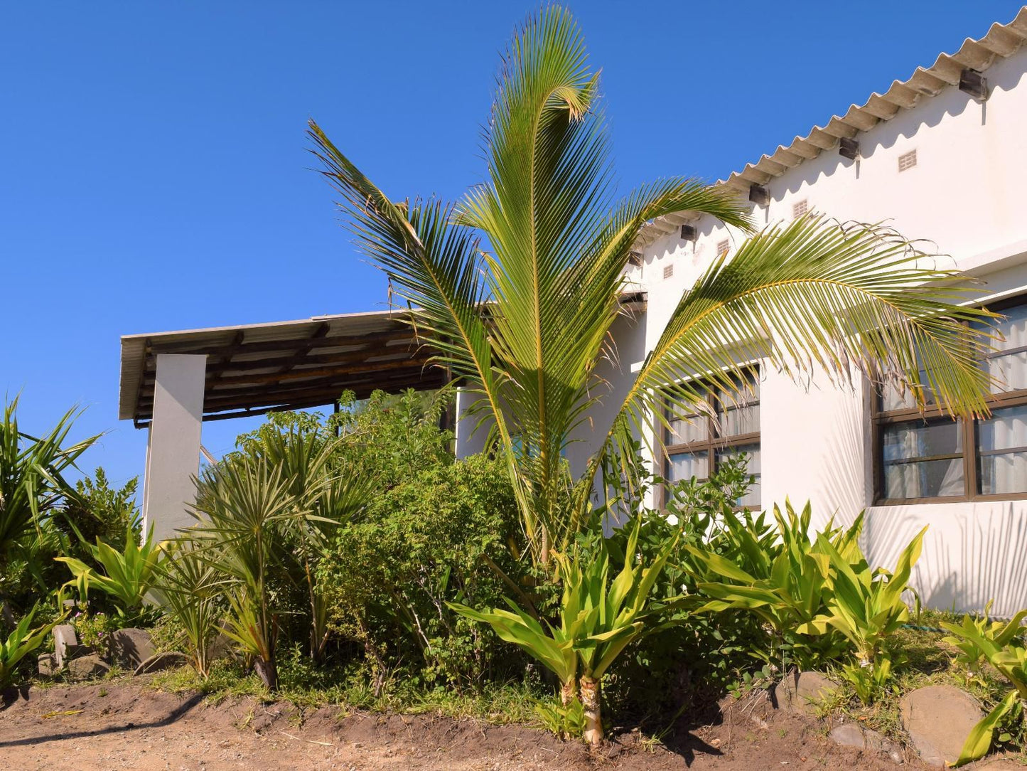 Tofinho Beach Cottages, Palm Tree, Plant, Nature, Wood