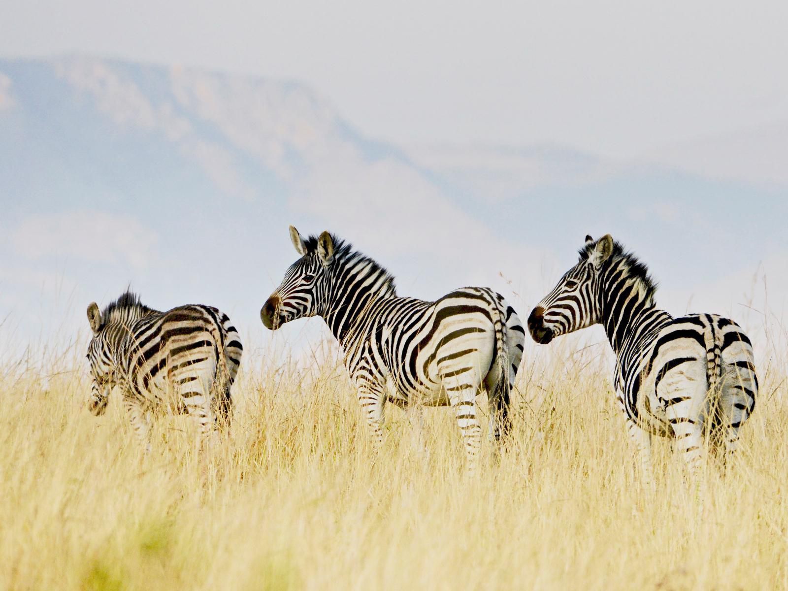 Tomjachu Bush Retreat Nelspruit Mpumalanga South Africa Zebra, Mammal, Animal, Herbivore