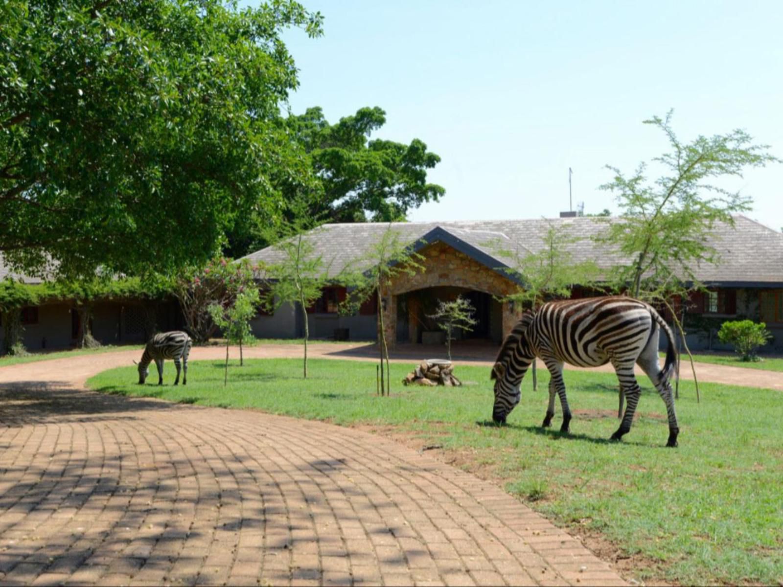 Tomjachu Bush Retreat Nelspruit Mpumalanga South Africa Zebra, Mammal, Animal, Herbivore