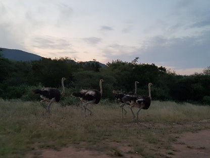 Tonetti Game Farm Louw S Creek Mpumalanga South Africa Unsaturated, Bird, Animal