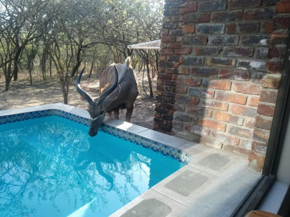 Tora Rona Marloth Park Mpumalanga South Africa Swimming Pool