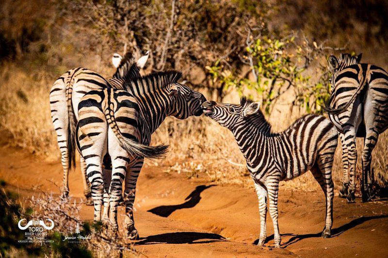Toro River Lodges Makalali Private Game Reserve Mpumalanga South Africa Zebra, Mammal, Animal, Herbivore