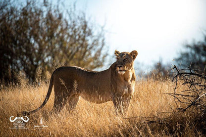 Toro River Lodges Makalali Private Game Reserve Mpumalanga South Africa Lion, Mammal, Animal, Big Cat, Predator
