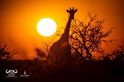 Toro River Lodges Makalali Private Game Reserve Mpumalanga South Africa Colorful, Giraffe, Mammal, Animal, Herbivore, Silhouette, Sky, Nature, Sunset