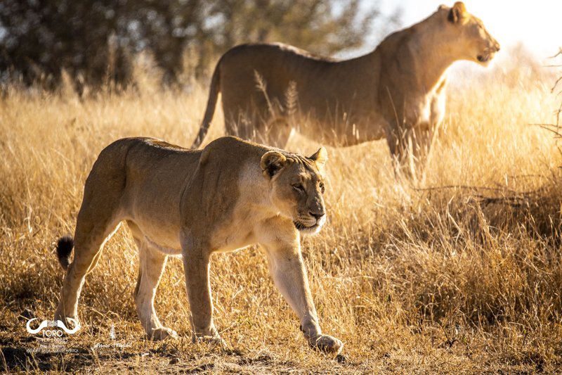 Toro River Lodges Makalali Private Game Reserve Mpumalanga South Africa Sepia Tones, Lion, Mammal, Animal, Big Cat, Predator