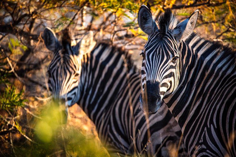 Toro River Lodges Makalali Private Game Reserve Mpumalanga South Africa Zebra, Mammal, Animal, Herbivore