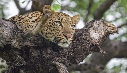 Toro Yaka Bush Lodge Balule Nature Reserve Mpumalanga South Africa Leopard, Mammal, Animal, Big Cat, Predator