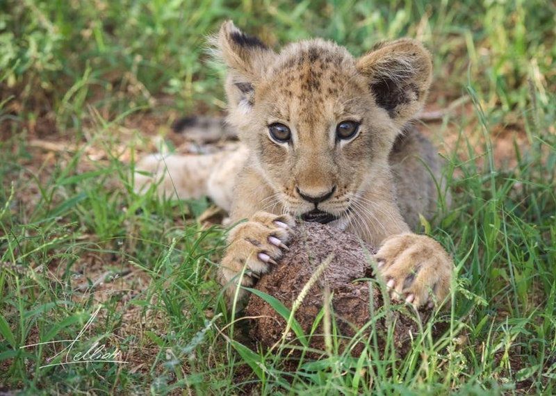 Toro Yaka Bush Lodge Balule Nature Reserve Mpumalanga South Africa Lion, Mammal, Animal, Big Cat, Predator