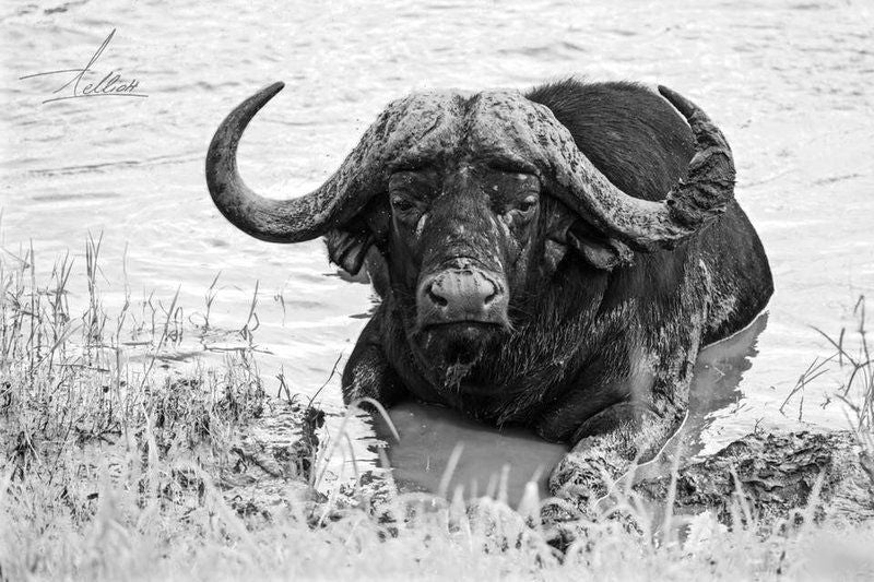 Toro Yaka Bush Lodge Balule Nature Reserve Mpumalanga South Africa Colorless, Black And White, Bison, Mammal, Animal, Herbivore, Water Buffalo