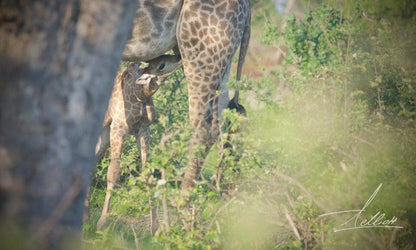 Toro Yaka Bush Lodge Balule Nature Reserve Mpumalanga South Africa Giraffe, Mammal, Animal, Herbivore