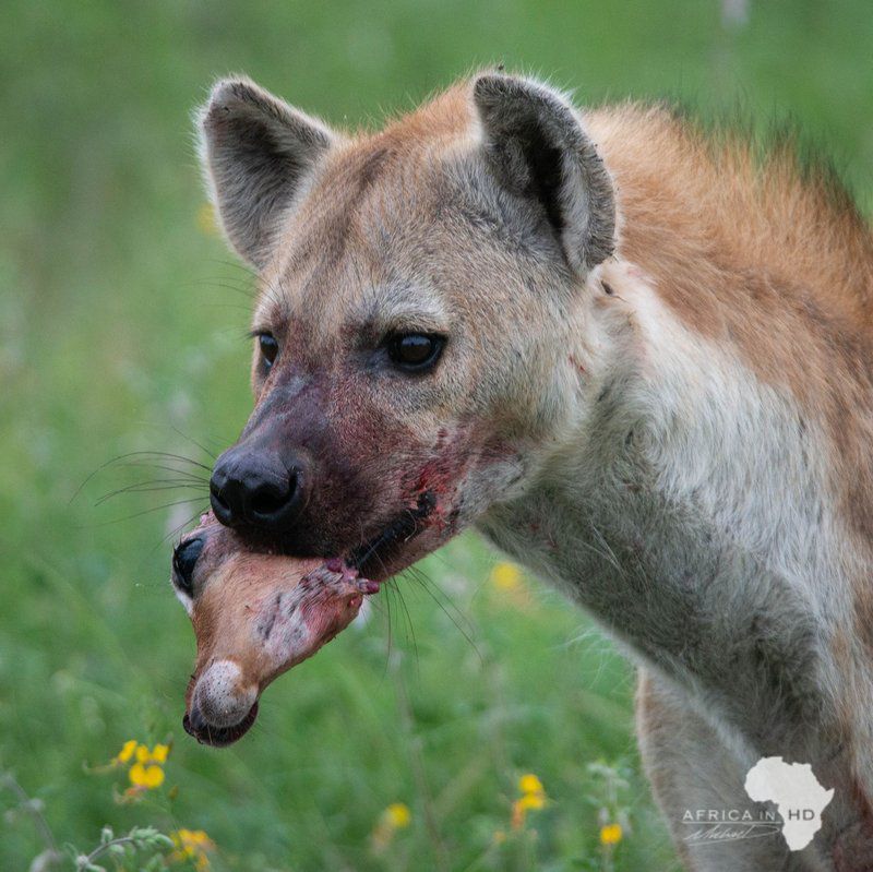 Toro Yaka Bush Lodge Balule Nature Reserve Mpumalanga South Africa Hyaena, Mammal, Animal
