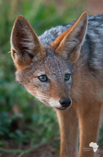 Toro Yaka Bush Lodge Balule Nature Reserve Mpumalanga South Africa Fox, Mammal, Animal, Predator