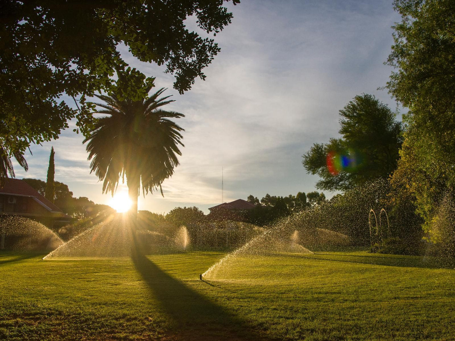 Toscana Estate Spitskop Bloemfontein Free State South Africa Palm Tree, Plant, Nature, Wood