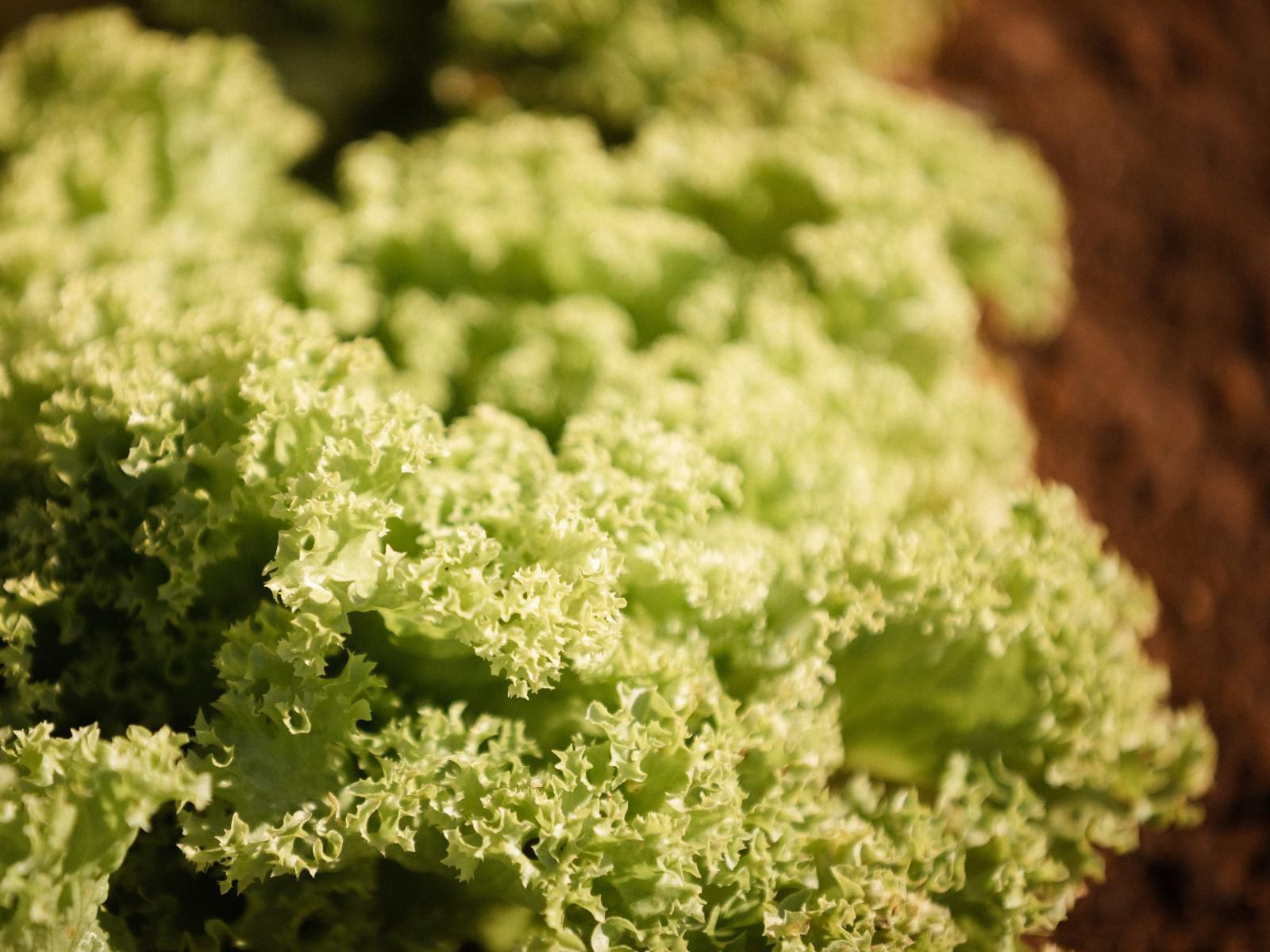 Toshari Lodge, Sepia Tones, Broccoli, Vegetable, Food, Romanesco