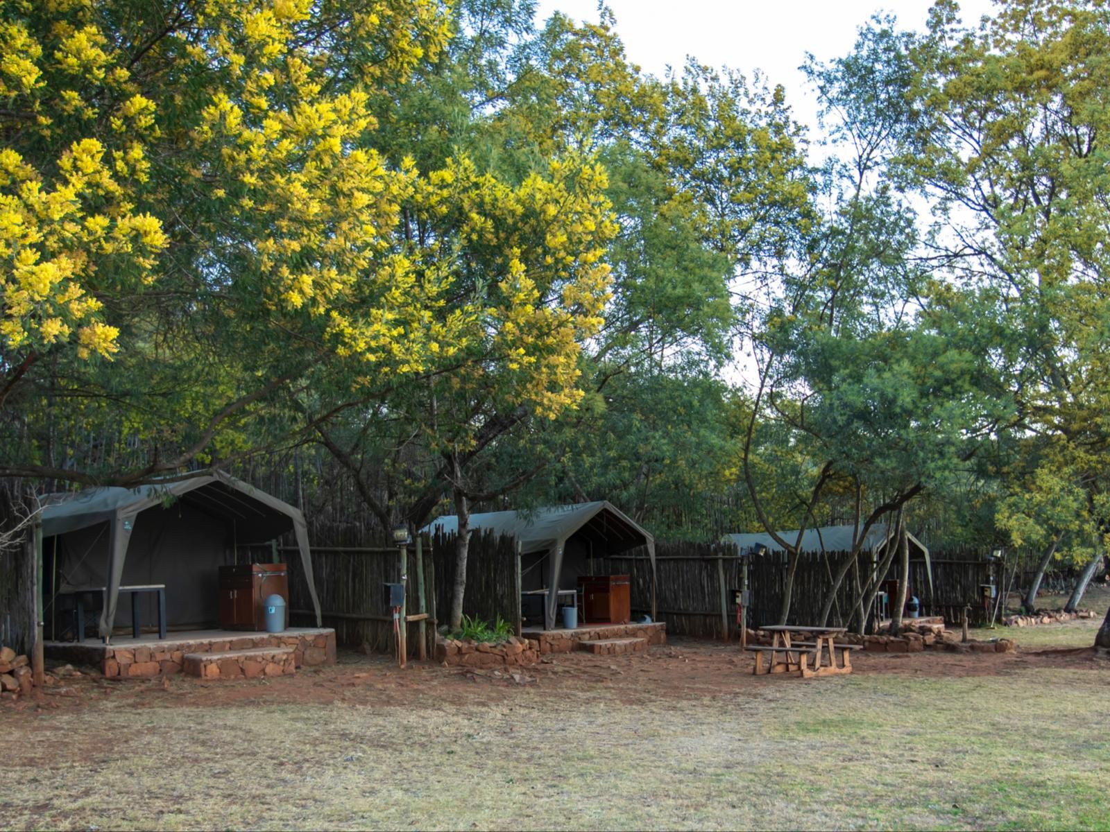 Tranquilitas Adventure Farm, Tree, Plant, Nature, Wood