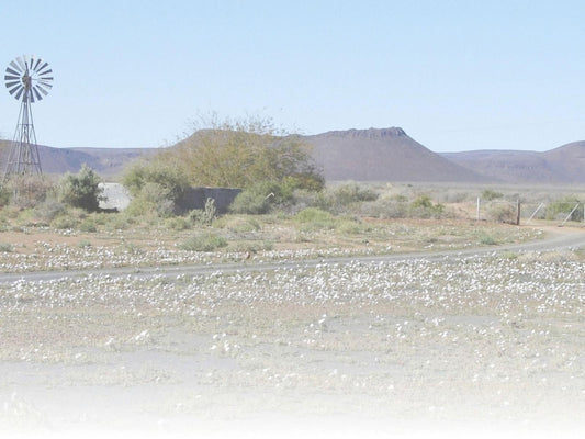 Transkaroo Adventures Noupoort Northern Cape South Africa Cactus, Plant, Nature, Desert, Sand, Lowland