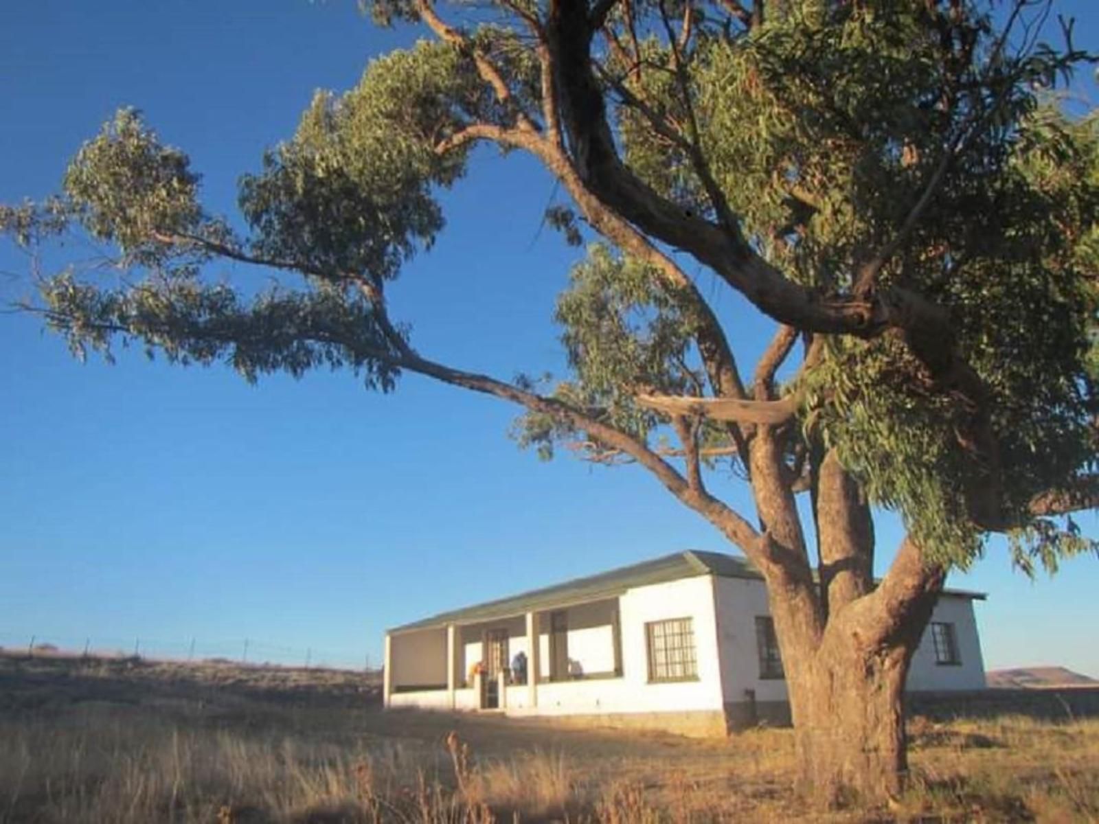 Transkaroo Adventures Noupoort Northern Cape South Africa Complementary Colors, Tree, Plant, Nature, Wood