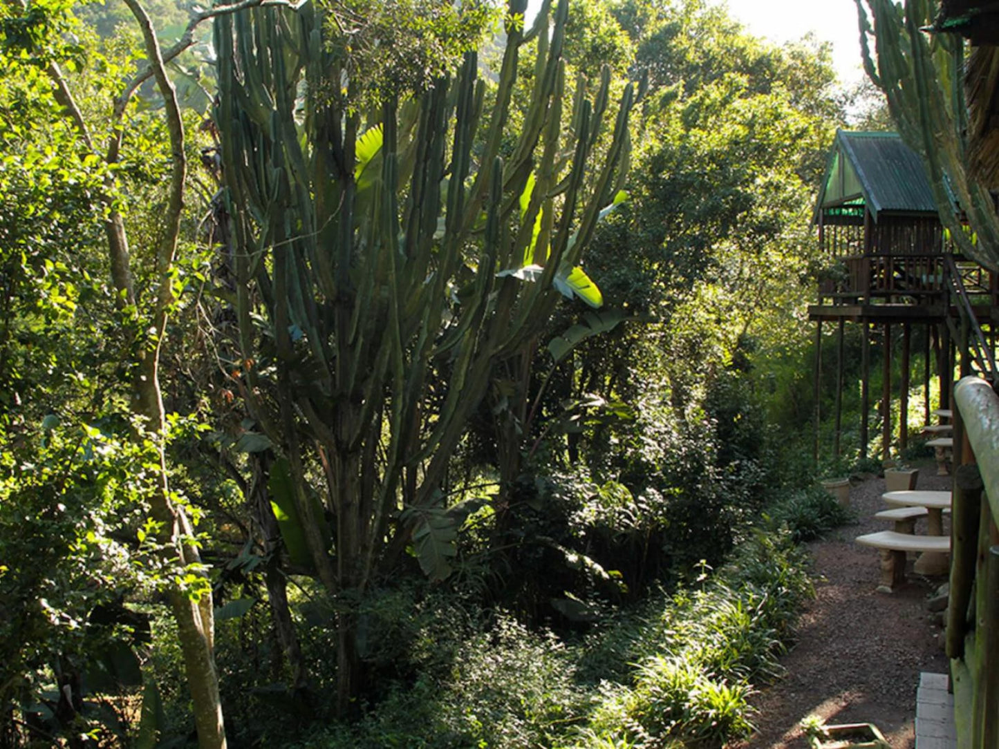 Treehouse River Lodge Summerveld Durban Kwazulu Natal South Africa Plant, Nature, Garden