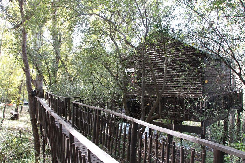 Tree Tops Citrusdal Western Cape South Africa Bridge, Architecture, Forest, Nature, Plant, Tree, Wood, River, Waters