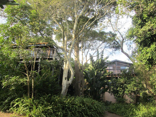 Treehouse Cottage The Crags Western Cape South Africa House, Building, Architecture, Palm Tree, Plant, Nature, Wood, Tree, Garden