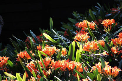 Treehouse Cottage The Crags Western Cape South Africa Flower, Plant, Nature, Tulip