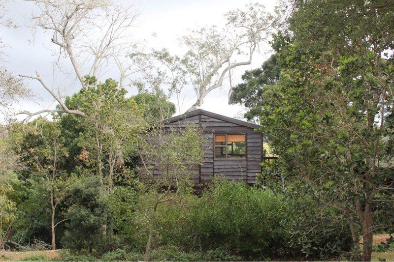 Treehouse Cottage The Crags Western Cape South Africa Tree, Plant, Nature, Wood