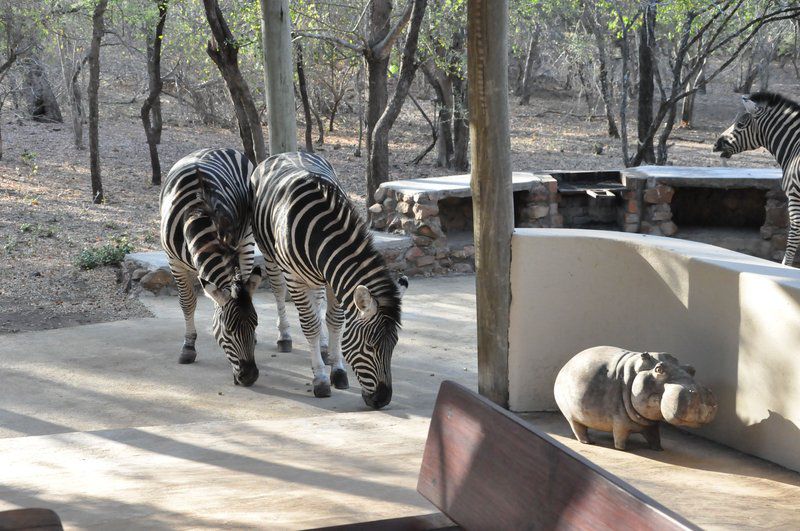 Treetops Marloth Park Marloth Park Mpumalanga South Africa Unsaturated, Zebra, Mammal, Animal, Herbivore
